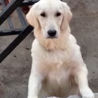Golden retriever sitting for the camera