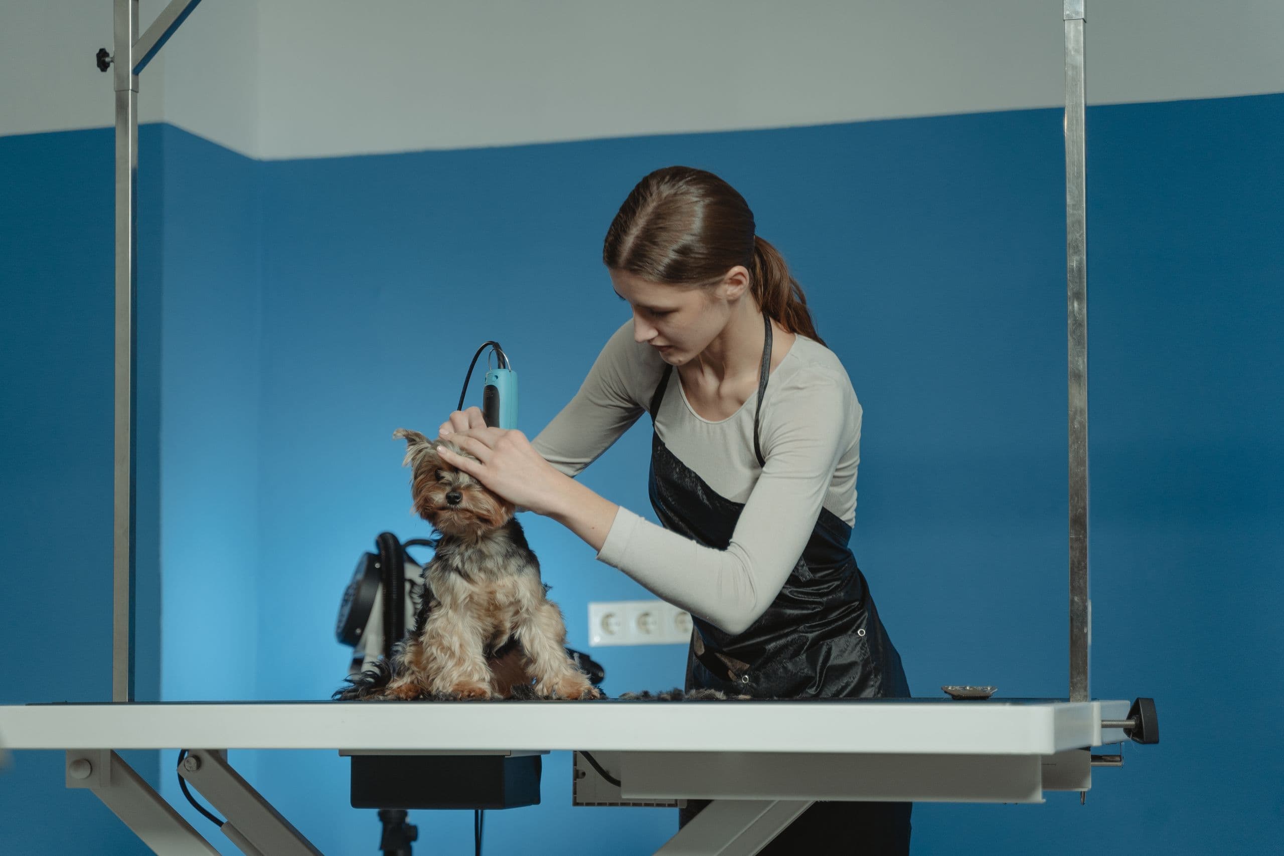 A groomer bathing a small terrier at the wash station