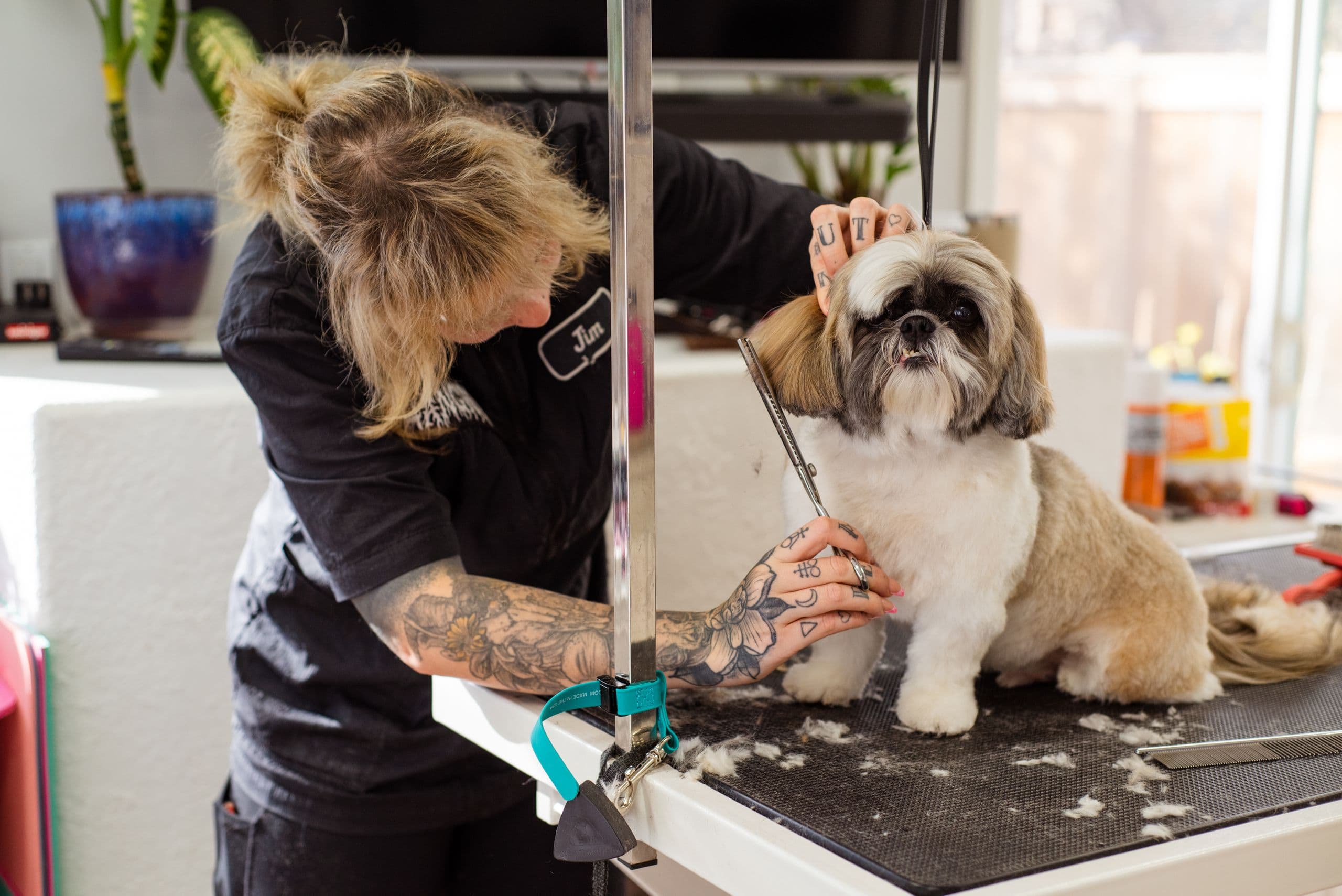 A groomer finishing a shih tzu on the grooming table