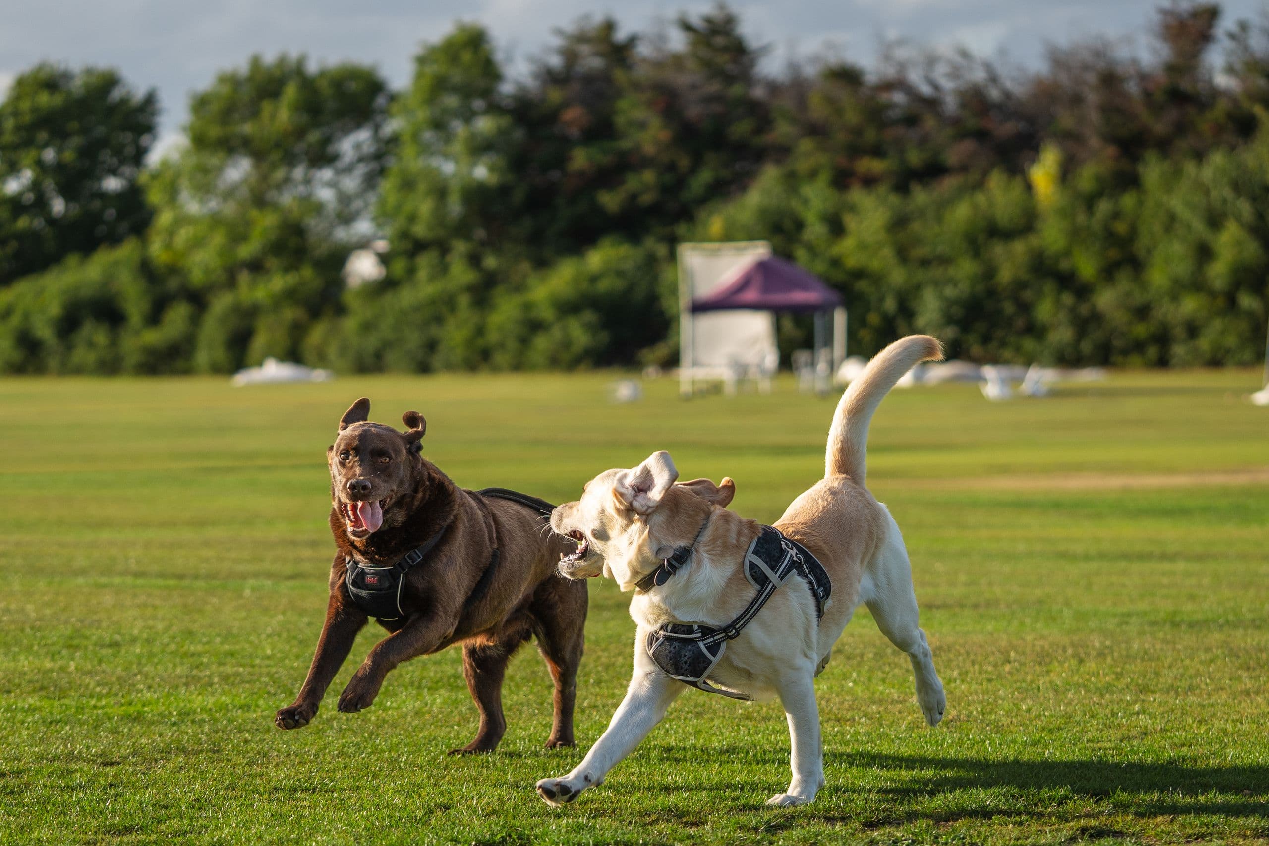 Three dogs running toward the camera across the grass