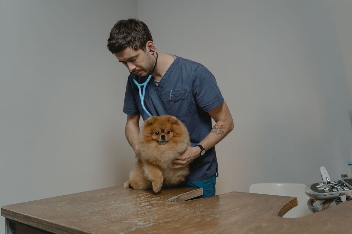 A veterinarian checking over a pomeranian on the exam table