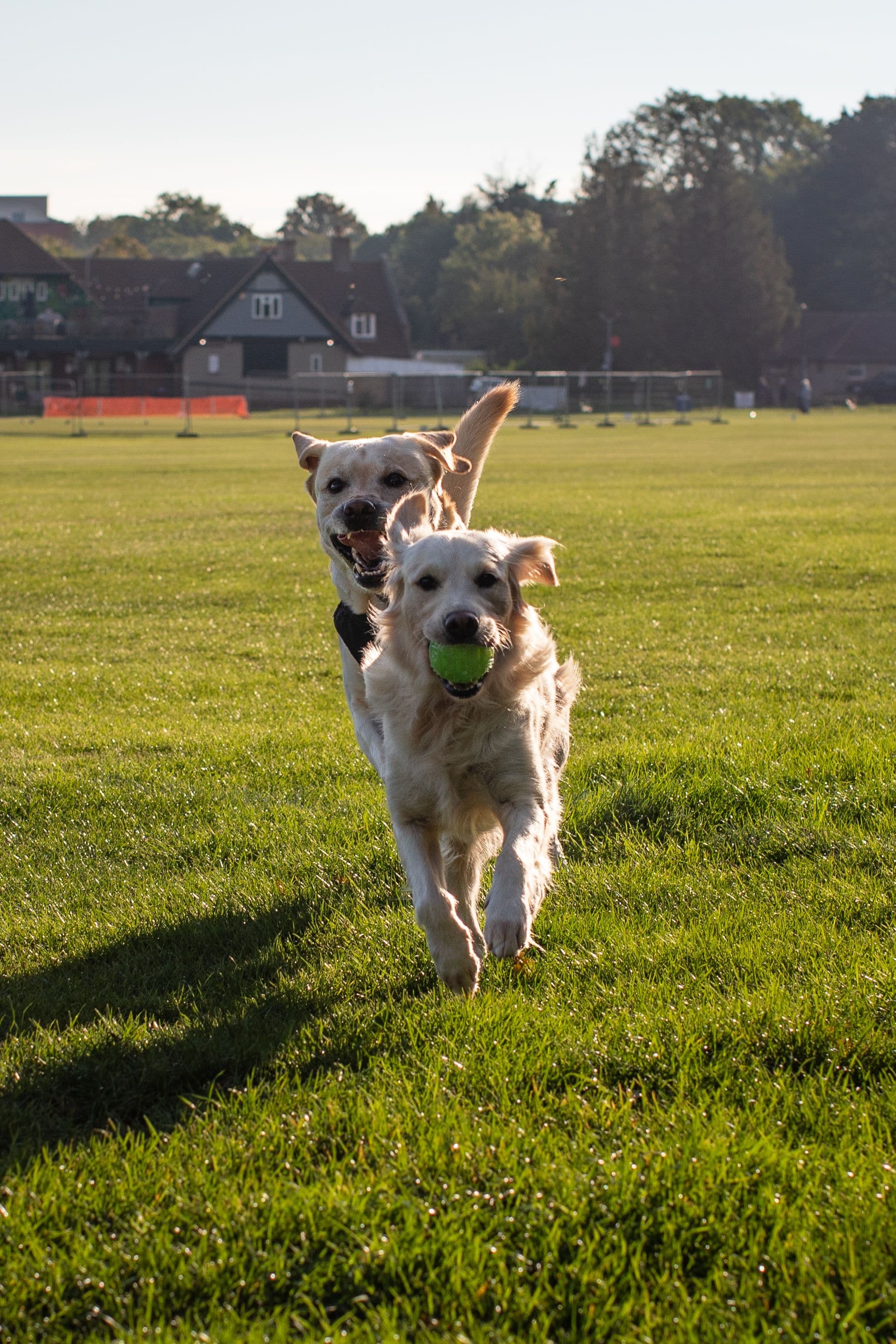 Dogs chasing a ball together in the yard